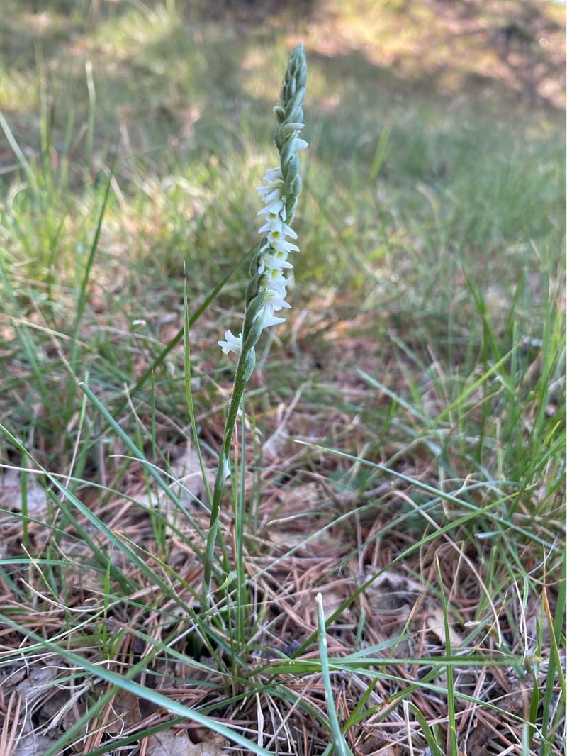 Spiranthes spiralis  - Alain Darmuzey