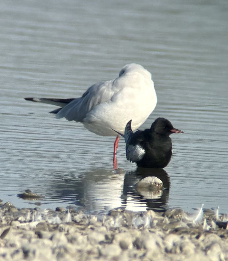 Guifette leucoptère  - Helmut Schaffer