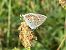 Polyommatus icarius # * © Maria Rita Gelso