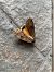 Noctua pronuba © Maria Rita Gelso