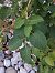 Fallopia japonica © Elisa de Belli (FVG)