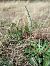 Spiranthes spiralis (Spiranthe d'automne) © Alain Falvard