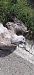 Gabbiano reale (Larus michahellis) © Giacomo Sgorlon