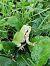 Raganella italiana (Hyla intermedia) © Massimo Bozza