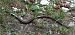 Orbettino (tutte le specie) (Anguis sp.) © Gabriele Facchin