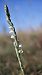 Spiranthes spiralis © Alain Bultez