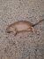 Ratto delle chiaviche (Rattus norvegicus) © Michele Coppola