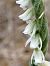 Spiranthes spiralis (Spiranthe d'automne) © Didier Godreau