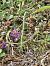 Spiranthes spiralis (Spiranthe d'automne) © Didier Godreau