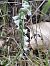Spiranthes spiralis (Spiranthe d'automne) © Didier Godreau