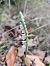Spiranthes spiralis (Spiranthe d'automne) © Didier Godreau