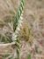 Spiranthes autumnalis  - Basia Crégut