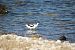 Avocetta (Recurvirostra avosetta) © Aristeo Savelli
