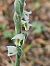 Spiranthes spiralis (Spiranthe d'automne) © Didier Godreau