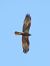Falco di palude (Circus aeruginosus) © Massimo Tassinari