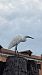 Garzetta (Egretta garzetta) © Maria Kienzl