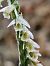 Spiranthes spiralis (Spiranthe d'automne) © Didier Godreau