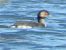 Svasso piccolo (Podiceps nigricollis) © Kurt Moser