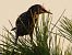 Storno (Sturnus vulgaris) © Kurt Moser