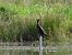 kormoran mały  - Janusz Gajdas