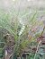 Spiranthes spiralis (Spiranthe d'automne) © Huguet Didier