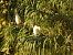 Esplugabous (Ardea ibis) © Joan Pessarrodona