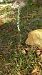 Spiranthes spiralis - Alexandre Weber