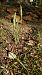 Spiranthes spiralis - Alexandre Weber