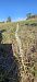 Spiranthes spiralis