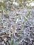 Spiranthes spiralis (Spiranthe d'automne) © William Brondel