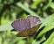 Leptotes pirithous © Alessandro Sacchetti
