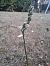 Spiranthes spiralis (Spiranthe d'automne) © Pauline Manens
