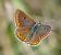 Aricia agestis © Alessandro Sacchetti