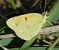 Colias crocea © Alessandro Sacchetti