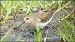 Gambecchio nano (Calidris temminckii) © Giuseppe Di Lieto