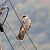 Falcó cama-roig (Falco vespertinus) © David Batlle