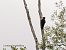 Black Woodpecker - Mikel Etxegarai