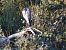 Bernat pescaire (Ardea cinerea) © Joan Pessarrodona