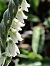 Spiranthes spiralis (Spiranthe d'automne) © Didier Godreau