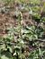 Spiranthes spiralis (Spiranthe d'automne) © Didier Godreau