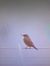 Passero solitario (Monticola solitarius) © Pietro Scarpa