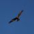 Western Marsh Harrier (Circus aeruginosus) © Roger Coromina Marcé