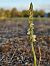 Spiranthes spiralis (Spiranthe d'automne) © Didier Godreau