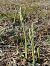 Spiranthes spiralis (Spiranthe d'automne) © Gérard Joseph