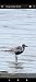 Grey Plover (Pluvialis squatarola) © Massimo Maldifassi