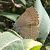 Favonius quercus © Battisti Andrea
