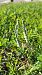 Spiranthes autumnalis © Thierry Peyraud-Magnin