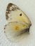 Colias alfacariensis © Battisti Andrea