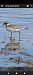 Corriere piccolo (Charadrius dubius) © Massimo Maldifassi