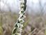 Spiranthes spiralis (Spiranthe d'automne) © Lionel Thomas